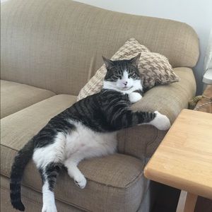 Meet your Posher, George